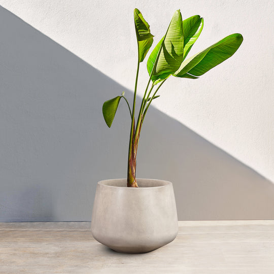 Amethyst Indoor or Outdoor Planter